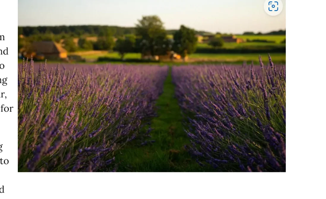 Warwickshire Lavender Farm